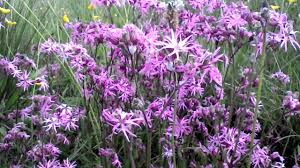 Attēlu rezultāti vaicājumam “Lychnis flos-cuculi fruit”