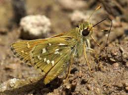 Attēlu rezultāti vaicājumam “Hesperia comma underside”