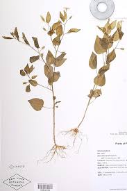 Attēlu rezultāti vaicājumam “Solanaceae”