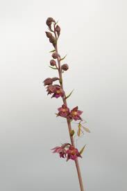 Attēlu rezultāti vaicājumam “Epipactis atrorubens bud”