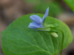Attēlu rezultāti vaicājumam “Viola mirabilis leaf”