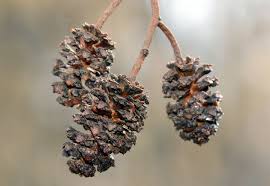 Attēlu rezultāti vaicājumam “Alnus glutinosa fruit”