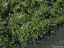 Attēlu rezultāti vaicājumam “Moehringia lateriflora flower”