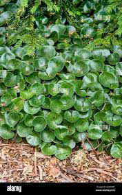 Attēlu rezultāti vaicājumam “Asarum europaeum leaf”