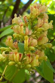Attēlu rezultāti vaicājumam “Aesculus x hybrida flower”