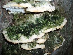 Attēlu rezultāti vaicājumam “Oxyporus”