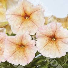 Image result for Petunia hybrida