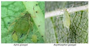 Attēlu rezultāti vaicājumam “Acyrthosiphon”