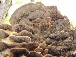 Attēlu rezultāti vaicājumam “Bjerkandera fumosa”