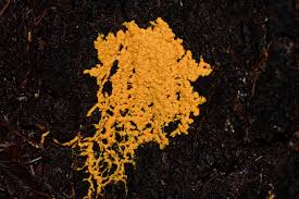 Attēlu rezultāti vaicājumam “Reticularia sp.”