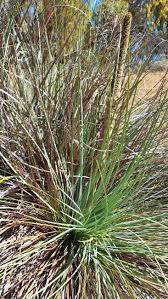 Attēlu rezultāti vaicājumam “Xanthorrhoeaceae”