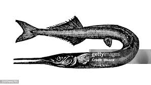 Attēlu rezultāti vaicājumam “Belone belone”