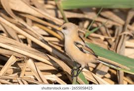 Attēlu rezultāti vaicājumam “Panurus biarmicus male”