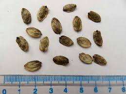 Attēlu rezultāti vaicājumam “Heracleum sosnowskyi fruit”