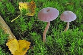 Attēlu rezultāti vaicājumam “Postia tephroleucus”