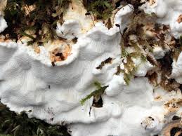 Attēlu rezultāti vaicājumam “Antrodia serialis”