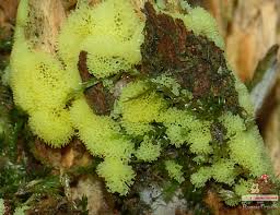 Attēlu rezultāti vaicājumam “Ceratiomyxa porioides young”