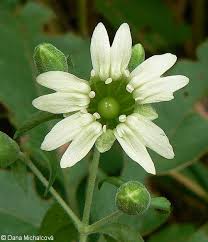 Attēlu rezultāti vaicājumam “Silene baccifera fruit”