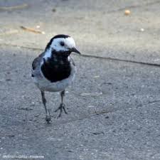 Attēlu rezultāti vaicājumam “Motacilla alba adult”