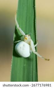 Attēlu rezultāti vaicājumam “Misumena vatia”