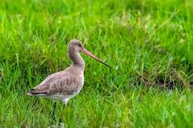 Image result for Limosa haemastica