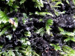 Attēlu rezultāti vaicājumam “Leptogium lichenoides”