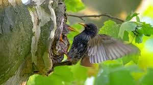 Attēlu rezultāti vaicājumam “Sturnus vulgaris nest”