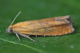 Attēlu rezultāti vaicājumam “Lathronympha strigana”