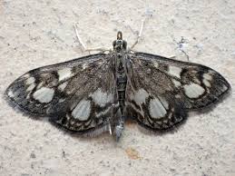 Attēlu rezultāti vaicājumam “Anania stachydalis”