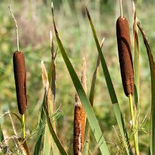 Attēlu rezultāti vaicājumam “Juncus inflexus bud”