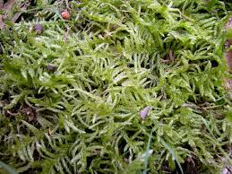 Attēlu rezultāti vaicājumam “Pseudoscleropodium purum”