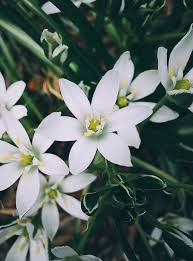 Attēlu rezultāti vaicājumam “Ornithogalum umbellatum flower”