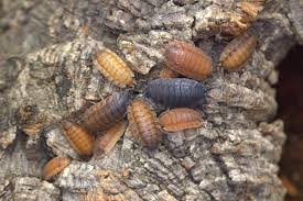 Attēlu rezultāti vaicājumam “Porcellio scaber”
