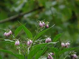 Attēlu rezultāti vaicājumam “Symphytum officinale flower”