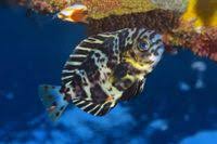 Image result for Schedophilus ovalis