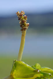 Attēlu rezultāti vaicājumam “Potamogeton perfoliatus flower”