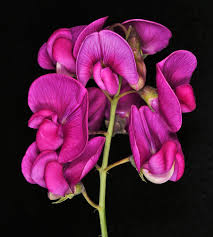 Attēlu rezultāti vaicājumam “Lathyrus latifolius flower”