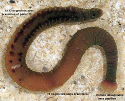 Attēlu rezultāti vaicājumam “Annelides”