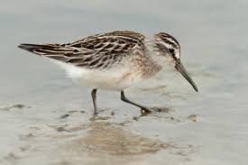 Attēlu rezultāti vaicājumam “Calidris falcinellus adult”