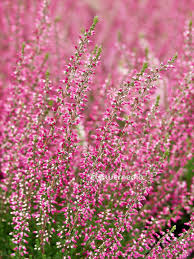 Attēlu rezultāti vaicājumam “Calluna vulgaris fruit”