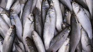 Image result for Mugil liza