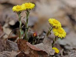 Attēlu rezultāti vaicājumam “Tussilago farfara”