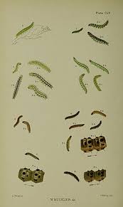 Attēlu rezultāti vaicājumam “Udea olivalis”