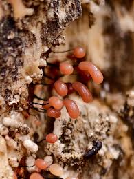 Attēlu rezultāti vaicājumam “Badhamia flavoglauca”