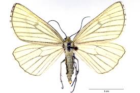 Attēlu rezultāti vaicājumam “Siona lineata”