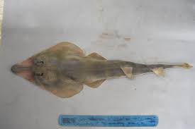 Image result for Pseudobatos lentiginosus