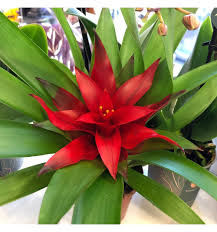 Картинки по запросу гусмания