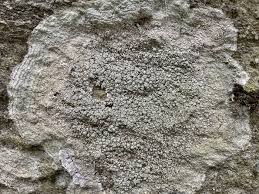 Attēlu rezultāti vaicājumam “Pertusaria pertusa”