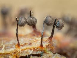 Attēlu rezultāti vaicājumam “Cribraria cancellata var. fusca spores”