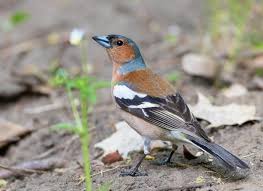 Attēlu rezultāti vaicājumam “Fringilla coelebs”